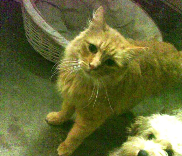 德甲争冠战棋局，奇兵战术如何令传统勇士俯首