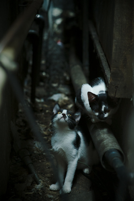 绝杀，争议与荣耀，福克斯狂轰43分一剑封喉，魔术捍卫主场险胜浙江