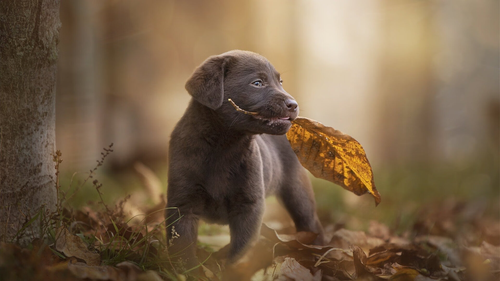 克莱点燃赛场，古罗马决斗场重现，世界排名争夺战之夜