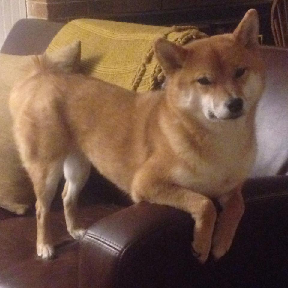 以统治力定义未来，文班亚马单核凿穿国王，灰熊展现窒息式团队压制