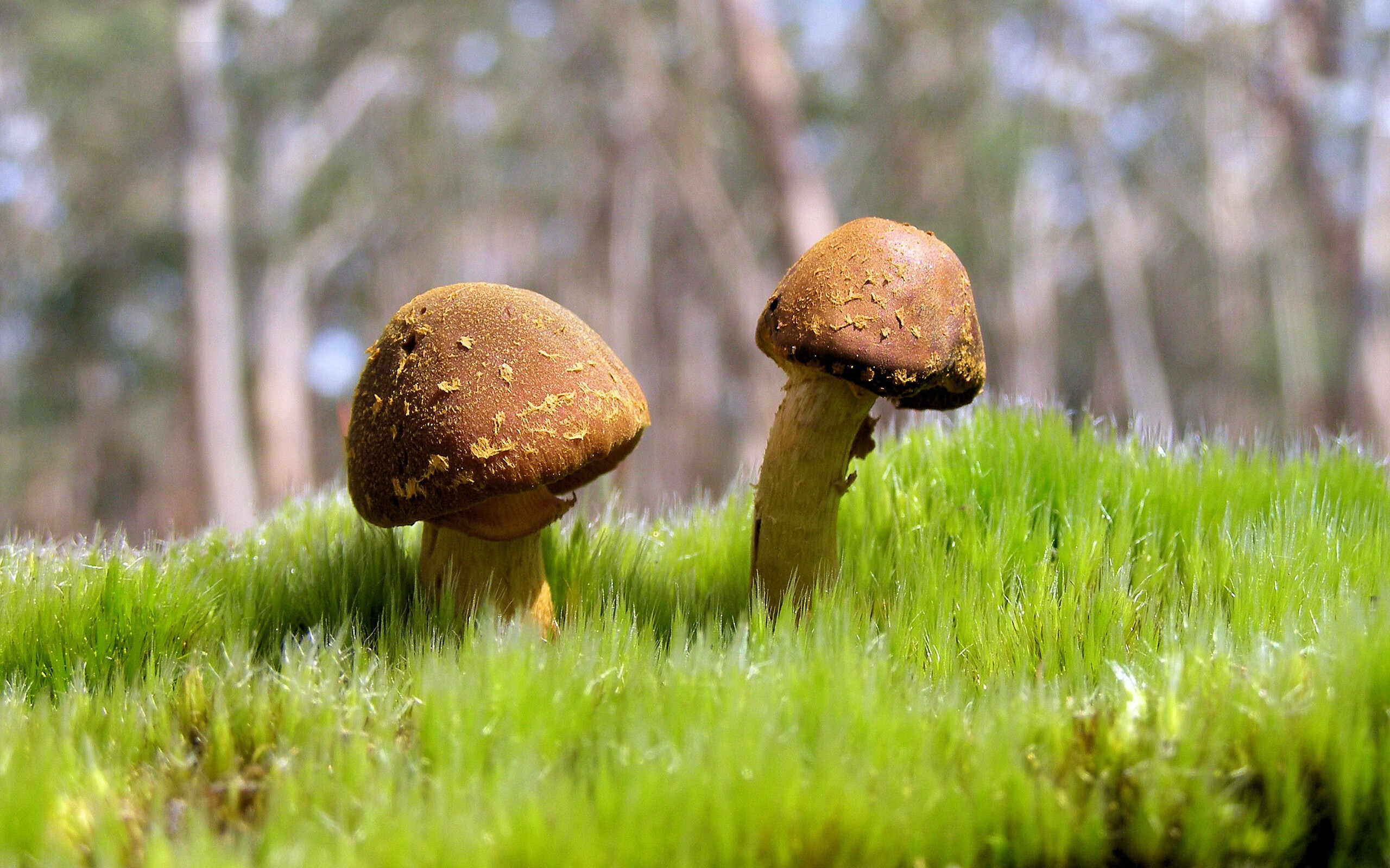 东瀛武士刺穿红黑防线，皮克定律与日本足球的以弱胜强哲学