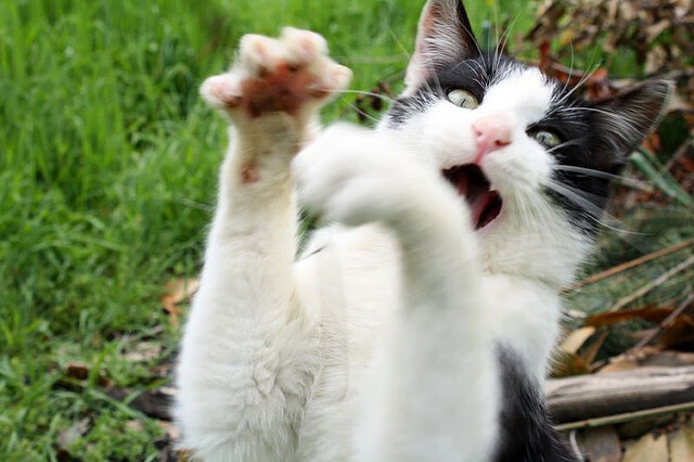 法比尼奥的进球公式，如何用数学破解德甲争冠战之夜