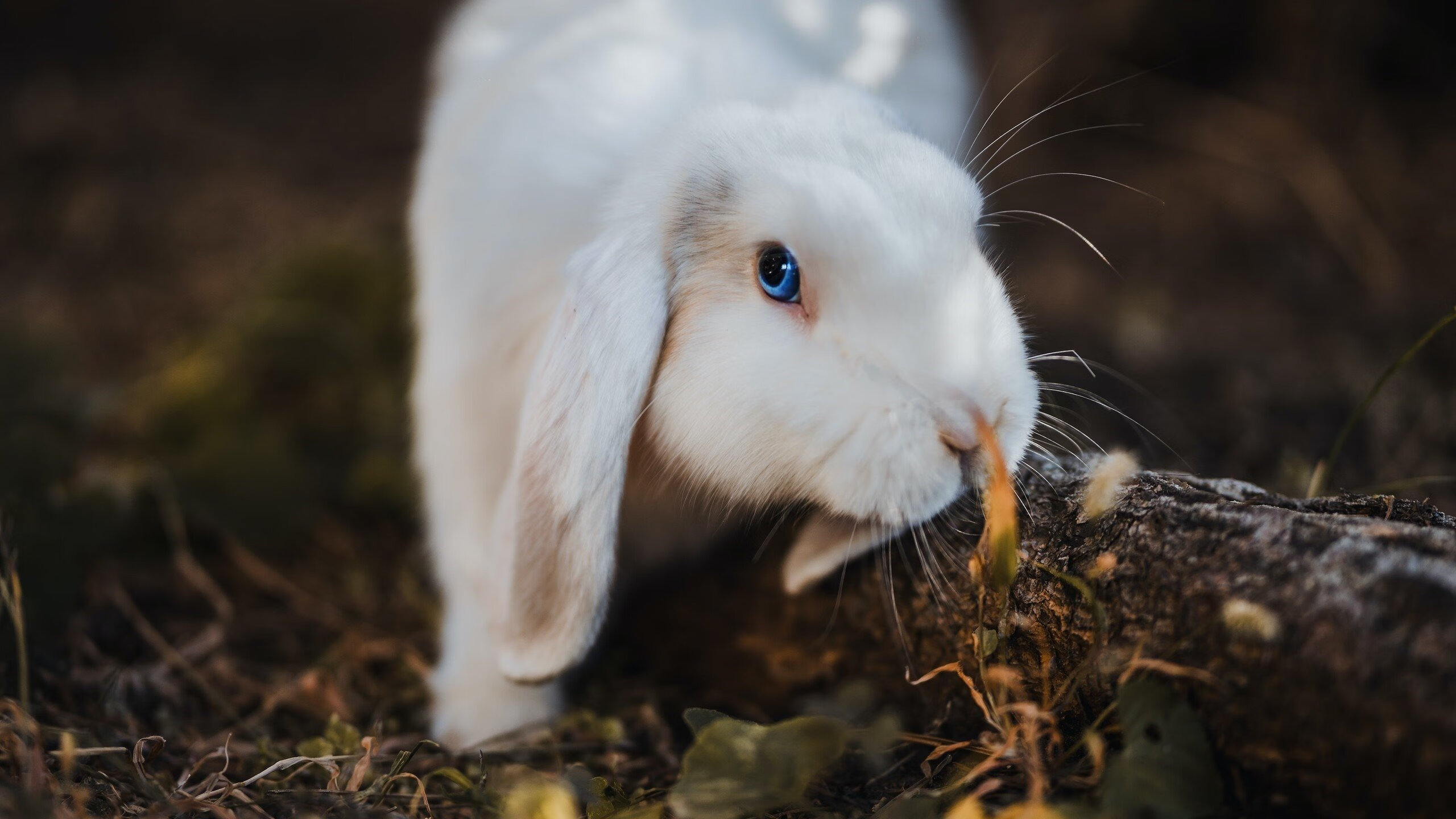冰火对决，杜兰特投射烈焰映照东北虎咬碎天山飞虎