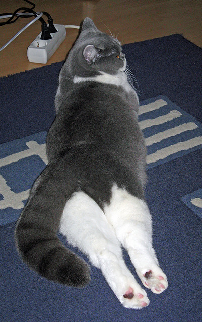 暹罗风暴,当弱势成为最锋利的武器—2026世界杯D组,久保建英与泰国足球的逆转密码